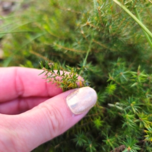 Acrotriche serrulata at QPRC LGA - 2 Mar 2024