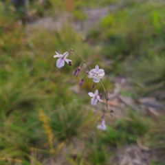 Arthropodium milleflorum (Vanilla Lily) at QPRC LGA - 2 Mar 2024 by Csteele4