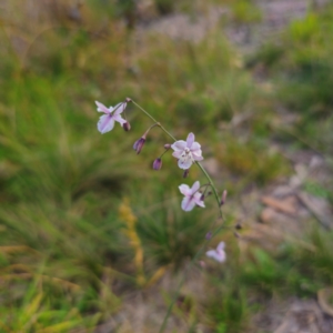 Arthropodium milleflorum at QPRC LGA - 2 Mar 2024 06:34 PM