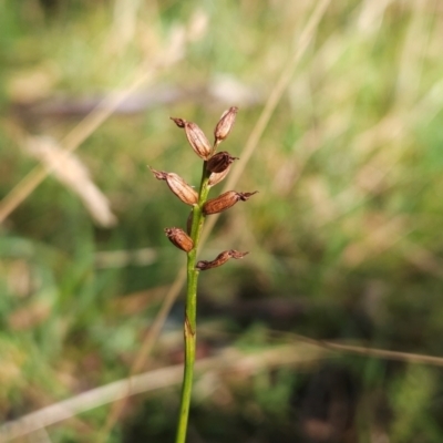 Corunastylis nuda (Tiny Midge Orchid) at Bullocks Flat, NSW - 2 Mar 2024 by BethanyDunne