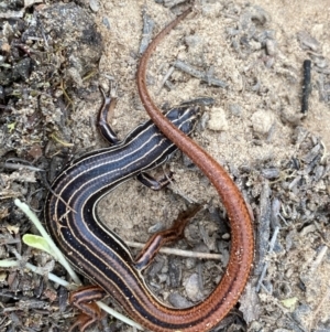 Ctenotus taeniolatus at Oallen, NSW - suppressed