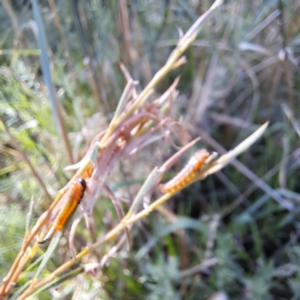 Pterygophorus cinctus at Justice Robert Hope Reserve (JRH) - 1 Mar 2024