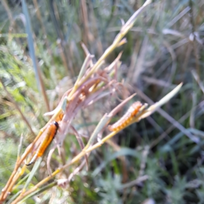 Pterygophorus cinctus (Bottlebrush sawfly) at Watson Woodlands - 29 Feb 2024 by abread111