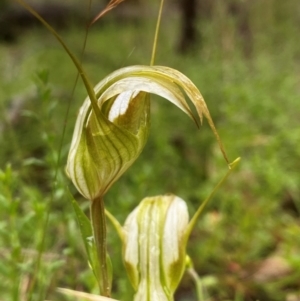 Diplodium reflexum at Oallen, NSW - 2 Mar 2024