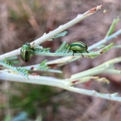 Calomela juncta (Leaf beetle) at Hall Cemetery - 2 Mar 2024 by Rosie