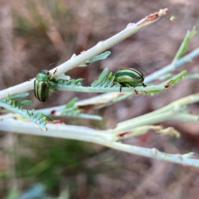 Calomela juncta (Leaf beetle) at Wallaroo, NSW - 1 Mar 2024 by Rosie