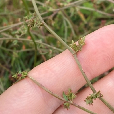 Rumex dumosus (Wiry Dock) at Mulanggari Grasslands - 24 Jan 2024 by Tapirlord