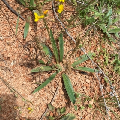 Plantago gaudichaudii (Narrow Plantain) at Mount Clear, ACT - 23 Jan 2024 by Tapirlord