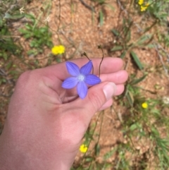 Wahlenbergia planiflora subsp. planiflora (Flat Bluebell) at Namadgi National Park - 23 Jan 2024 by Tapirlord