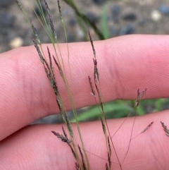 Eragrostis pilosa (Indian Lovegrass) at Mitchell, ACT - 22 Jan 2024 by Tapirlord