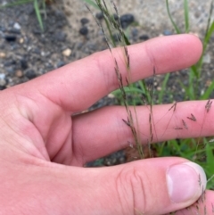 Eragrostis pilosa at Mitchell, ACT - 23 Jan 2024