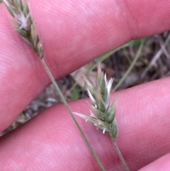 Enneapogon nigricans (Nine-awn Grass, Bottlewashers) at Mount Mugga Mugga - 20 Jan 2024 by Tapirlord