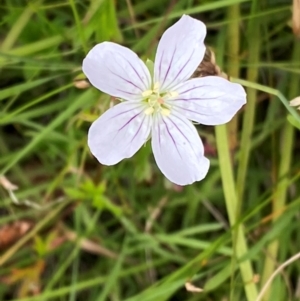 Geranium neglectum at Gibraltar Pines - 20 Jan 2024