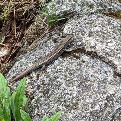 Liopholis whitii (White's Skink) at Namadgi National Park - 20 Jan 2024 by Tapirlord