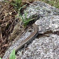 Liopholis whitii at Namadgi National Park - 20 Jan 2024