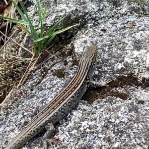 Liopholis whitii at Namadgi National Park - 20 Jan 2024