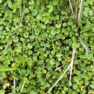 Hydrocotyle algida at Namadgi National Park - 20 Jan 2024