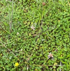 Hydrocotyle algida at Namadgi National Park - 20 Jan 2024 03:10 PM