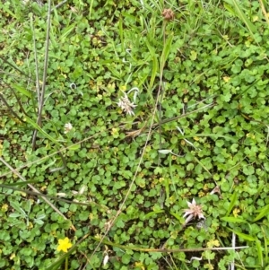 Hydrocotyle algida at Namadgi National Park - 20 Jan 2024 03:10 PM