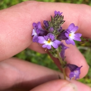 Euphrasia caudata at Namadgi National Park - 20 Jan 2024