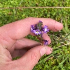 Euphrasia caudata at Namadgi National Park - 20 Jan 2024