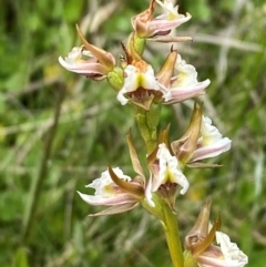 Prasophyllum viriosum (Stocky leek orchid) at Namadgi National Park - 20 Jan 2024 by Tapirlord