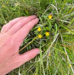 Hypericum japonicum at Namadgi National Park - 20 Jan 2024