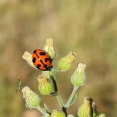Coccinella transversalis (Transverse Ladybird) at Mount Mugga Mugga - 2 Mar 2024 by Mike