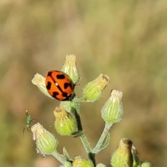 Coccinella transversalis (Transverse Ladybird) at O'Malley, ACT - 2 Mar 2024 by Mike