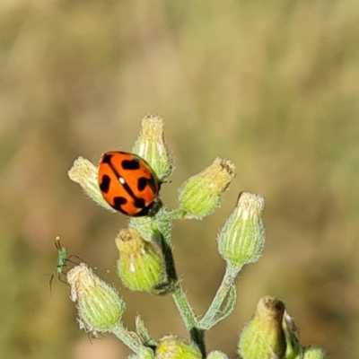Coccinella transversalis (Transverse Ladybird) at O'Malley, ACT - 2 Mar 2024 by Mike