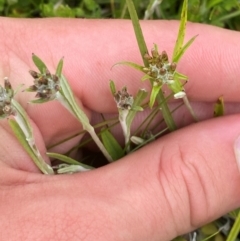 Euchiton limosus (Swamp Cudweed) at Tharwa, ACT - 20 Jan 2024 by Tapirlord