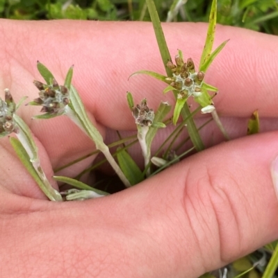 Euchiton limosus (Swamp Cudweed) at Tharwa, ACT - 20 Jan 2024 by Tapirlord