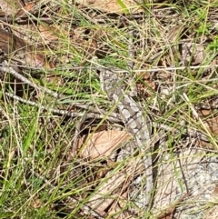 Amphibolurus muricatus at Namadgi National Park - 20 Jan 2024 by Tapirlord