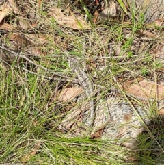 Rankinia diemensis at Namadgi National Park - 20 Jan 2024 02:51 PM