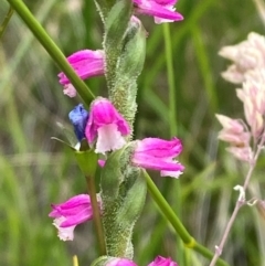 Spiranthes australis (Austral Ladies Tresses) at Tharwa, ACT - 20 Jan 2024 by Tapirlord