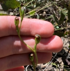 Speculantha multiflora (Tall Tiny Greenhood) at Booth, ACT - 18 Jan 2024 by Tapirlord