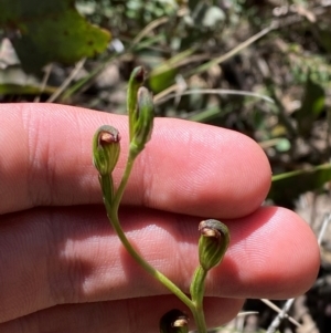 Speculantha multiflora at Namadgi National Park - suppressed