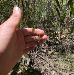 Speculantha multiflora at Namadgi National Park - suppressed