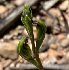 Speculantha multiflora (Tall Tiny Greenhood) at Booth, ACT - 18 Jan 2024 by Tapirlord