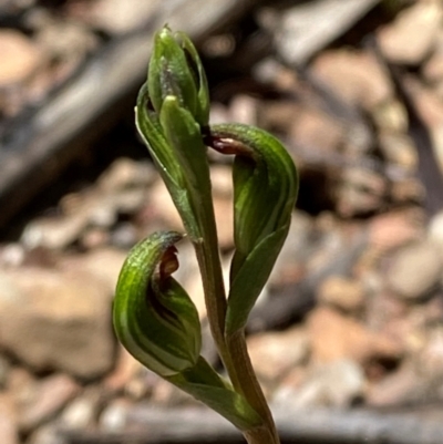 Speculantha multiflora (Tall Tiny Greenhood) at Booth, ACT - 18 Jan 2024 by Tapirlord