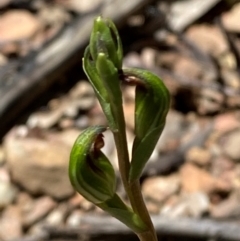 Speculantha multiflora at Namadgi National Park - 18 Jan 2024