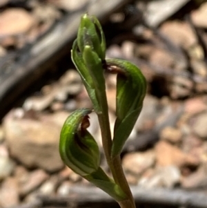 Speculantha multiflora at Namadgi National Park - 18 Jan 2024