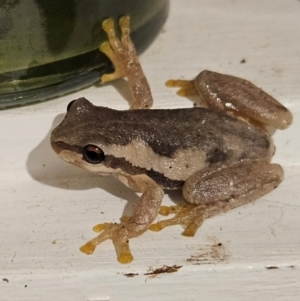 Litoria quiritatus at QPRC LGA - 2 Mar 2024