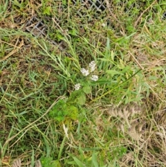 Mentha spicata (Garden Mint) at Strathnairn, ACT - 1 Mar 2024 by Jiggy