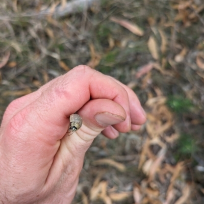 Paropsis aegrota (Eucalyptus Tortoise Beetle) at Mount Majura - 2 Mar 2024 by WalterEgo