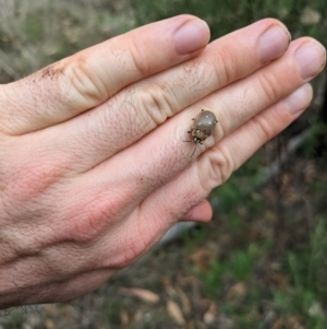 Paropsis aegrota at Mount Majura - 2 Mar 2024 12:48 PM