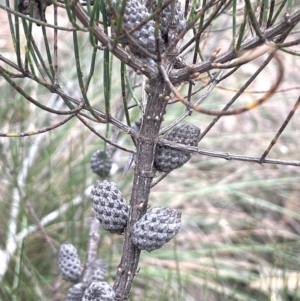 Allocasuarina nana at QPRC LGA - 2 Mar 2024