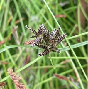 Cyperus sanguinolentus at QPRC LGA - 2 Mar 2024