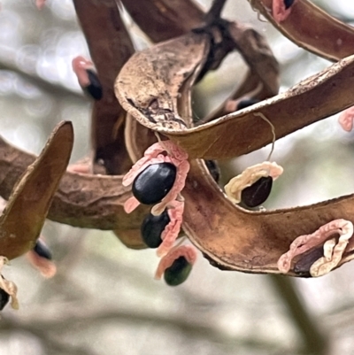 Acacia melanoxylon (Blackwood) at Deua National Park (CNM area) - 2 Mar 2024 by JaneR