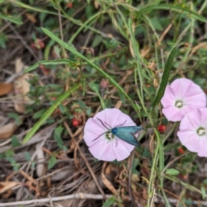 Pollanisus (genus) at Hackett, ACT - 2 Mar 2024